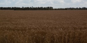 Inland Victoria Inland Victoria