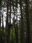 Adrenaline Forest Adrenaline Forest