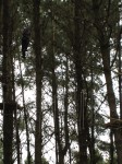 Adrenaline Forest Adrenaline Forest